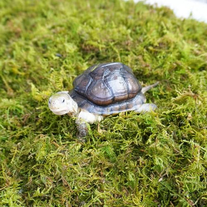 Sphagnum Moss for Tortoise - 8oz Natural Reptile Substrate for Humidity & Burrowing, Moisture-Retaining Terrarium Bedding for Box Turtles, Hermit Crabs & Amphibians, Decorative Vivarium Moss