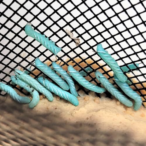 Hornworm Cup (25-35 Count) | Perfect for Reptiles | Live Arrival