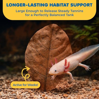 SunGrow 10 Pack Axolotl Indian Almond Leaves for Aquarium, 5-Inches, Catappa Leaf Soothes Pet’s Slime Skin, Aquarium Water Conditioner Leaves Improves Tank Water Quality, Speeds Up Recovery Process - style: Medium (5")