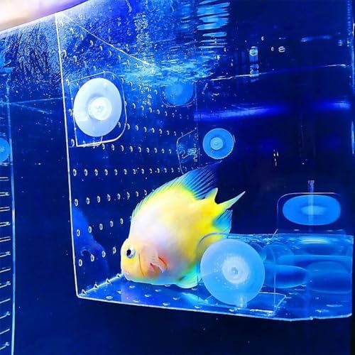 Acrylic Aquarium Divider, Fighting Fish Hatching Isolation Plate Cuttable Aquarium Accessories with Suction Cup Fish Breeding Case Divider(20x20cm)