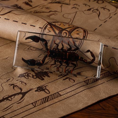 Taxidermy Scorpion Specimen in Resin – Real Preserved Insect Specimen, Oddities Collectible & Gothic Decor for Science Classroom, Unique Halloween, Christmas & Birthday Gift - color: Taxidermy Scorpion(4.5x1.8x1.2 Inch)