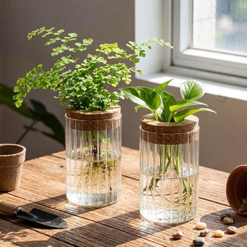 6 Set Propagation Station Jar Desktop Glass Planter Station Flower Vases Water Terrarium Jar with Cork Lid for Propagating Flower Plants Centerpiece Office Home Garden Decor (Small) - size: Small