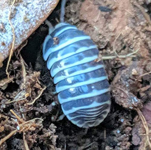 Premium Zebra Isopods - Fancy Clean Up Crew for Your Terrarium or Vivarium