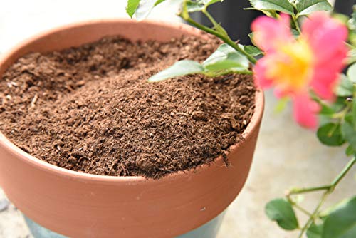 Perfect Plants Organic Sphagnum Peat Moss, 4 qt, Soil Additive | 100% pure with no fillers, holds water and nutrients like a sponge, loosens potting media so roots grow freely - size: 4qts.
