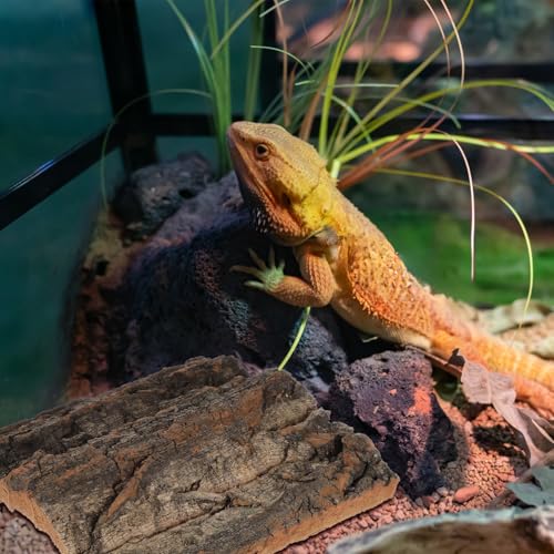 Toddmomy Cork Bark Reptile Terrarium Background 8 Pieces Natural Bark Wood for Gecko Lizard Frog Bearded Dragon Aquarium Decorations Climbing Habitat Decor 5.90 X 5.90 X 1.57 in - size: 8pcs