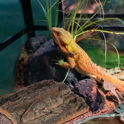Toddmomy Cork Bark Reptile Terrarium Background 8 Pieces Natural Bark Wood for Gecko Lizard Frog Bearded Dragon Aquarium Decorations Climbing Habitat Decor 5.90 X 5.90 X 1.57 in - size: 8pcs