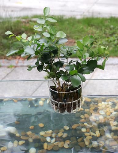 2 Pack Clear Aquarium Plant Holder Top Hanging Fish Tank Plant Holders Fits up to 0.8in Tank Edges, Aquarium Décor - color: Semicircle-White