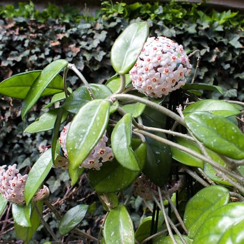 Doter Potting Soil Mix for Hoya 1qt, Custom Hand Blended Mixture Suitable for Indoor/Outdoor Potted Fern Plant - size: 1qt