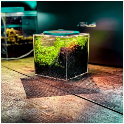 Tiny Terrarium Kit 4x4 Inch – DIY BioActive Starter Kit with Live Tropical Plants, Halo LED Grow Light, Soil, Drainage, 25 Dwarf White Isopods, and 25 Fire-Orange Springtails