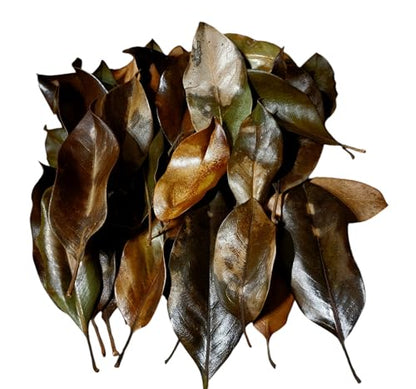 Magnolia Leaf Litter, 55-60 Small 3' - 6" Premium Whole Natural Organic Hand Picked Leaves for Bioactive Enclosures, Reptiles, Amphibians, Terrariums