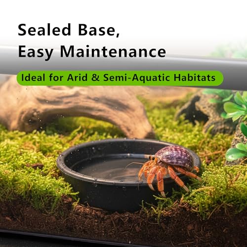 Plastic Reptile Terrarium 12.6" x 8.7" x 3.9" | Clear Viewing Easy Observation Idea for Feeding, Breeding, Quarantine