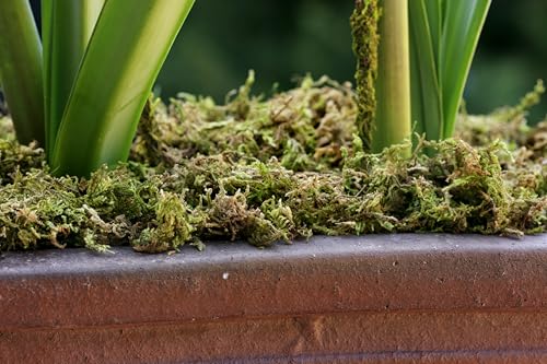 SuperMoss (23825) Mountain Moss Dried, Natural, 5lb Small Bale