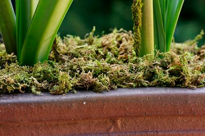 SuperMoss (23825) Mountain Moss Dried, Natural, 5lb Small Bale