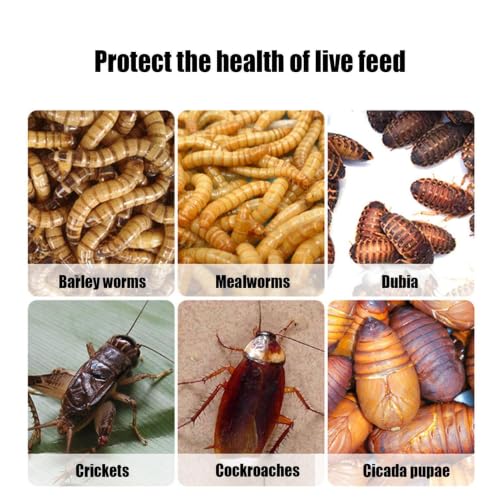 Snake Feeding Box Breathable Pet Breeding Houses Reptile Animals Habitat | Travel Small Terrariums Pet Breeding Houses for Lizard, Frog, Bearded Dragon