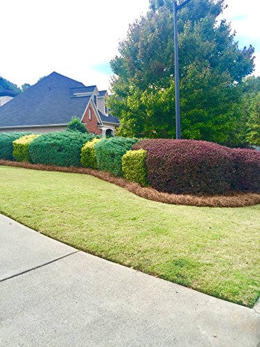 USA Pine Straw | Premium Pine Needle Mulch - 210 Sqft. (1) - size: Pine Needle Mulch - 210 Sqft 1 set