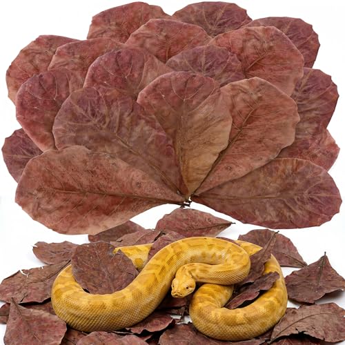 30PCS Premium Indian Almond Leaves - 9.8in Large Catappa Leaf for Snakes, Betta Fish, Shrimp, Aquarium - Release Natural Tannins, Water Softener, Bioactive Leaf Litter for Corn Snake, Ball Python
