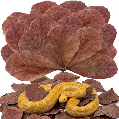 30PCS Premium Indian Almond Leaves - 9.8in Large Catappa Leaf for Snakes, Betta Fish, Shrimp, Aquarium - Release Natural Tannins, Water Softener, Bioactive Leaf Litter for Corn Snake, Ball Python