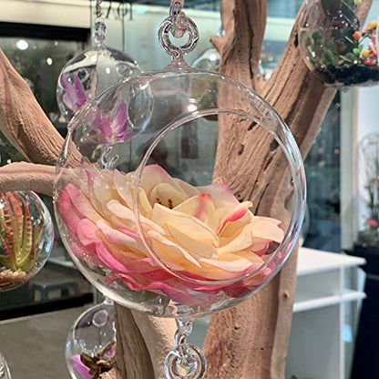 WGV Hanging Terrarium Globe, Width 4", Height 6", Double Hook, DIY Air Succulent Planter, Clear Glass Vase Orb, Candle Holder for Windowsill Outdoor Garden Decor, 1 Piece - size: 4" Double Hook