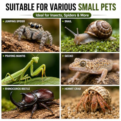 Jumping Spider Enclosure, Insect Terrarium, Bug Cage, Acrylic Terrarium for Tarantula, Snail, Praying Mantis, Frog, and Small Reptiles (6.5" x 6.5" x 11.8") - size: 6.5" x 6.5" x 11.8"