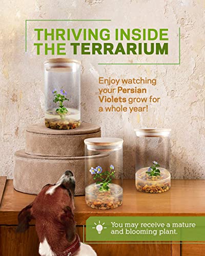 Persian Violet (Exacum Affine) - Live Flower Terrarium in Self Sustaining Glass Jar, Maintenance Free, Great Unique Gift and Home Decor, 100% Growth Guarantee
