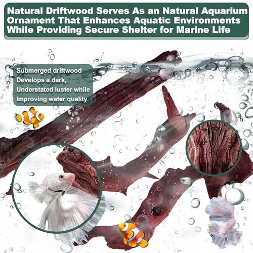 Natural Wood Driftwood for Aquarium Fish Tank Decor,Assorted Driftwood Trunk Branch for Reptile Tank Decor (MOP-ZYM Driftwood (8 to12 Inch)-Pack of 2) - color: MOP-ZYM Driftwood (8 to12 Inch)-Pack of 2