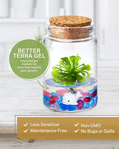 Sundew Terrarium - 100% Self Sustaining Drosera spatulata in Maintenance Free Glass Jar with Unique Terra Gel, Fast and Healthy Plant Growth for Kids and Adults