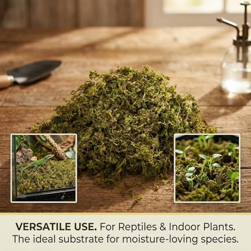 RAINFLOW Sphagnum Moss for Reptiles - 5 Oz Terrarium Reptiles Moss Green Dried Peat Moss Habitat Bedding Moss for Leopard Gecko Turtle Frog Snakes Lizards