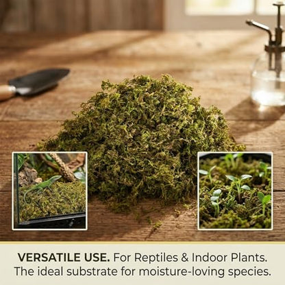 RAINFLOW Sphagnum Moss for Reptiles - 5 Oz Terrarium Reptiles Moss Green Dried Peat Moss Habitat Bedding Moss for Leopard Gecko Turtle Frog Snakes Lizards