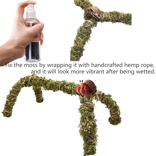 Hermit Crab Accessories – 5PCS Natural Hermit Crab Toys Climbing Bridge, Shells, Coconut Hideout, Moss and Plants for Hermit Crabs Habitat & Reptile Tank Decor - color: S-HC-01A