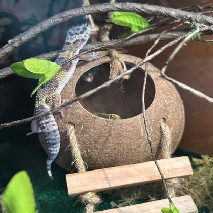 PINVNBY Crested Gecko Coco Hut with Ladder Natural Lizard Coconut Shell Hideout Home Mini Condo for Reptiles Durable Cave Habitat with Hanging Loop Coconut Texture Provide Food for Pets