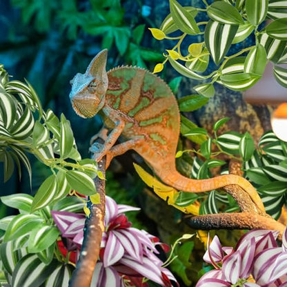 QUOZUO 2 Pack Reptile Plants, Artificial Hanging Plants with Suction Cups, Habitat Decor Plastic Vines Decorations for Bearded Dragons Lizards Snake Geckos Frogs -Purple and Green