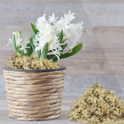 8 oz Sphagnum Moss for Indoor Plants, Natural Orchid Potting Mix for Repotting, Dried Long Fiber Sphagnum Peat Moss for Carnivorous Plants Succulents Reptile Habitats (Expands to 12 qt) - size: 8 ounces