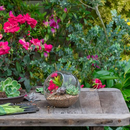 POPETPOP Plant Terrarium Glass Air Plant Holder: 3Pcs Tabletop Succulent Air Plant Planter Glass Succulent Planter Air Plant Vase for Succulent Cactus Plant, 12.00X12.00X12.00CM