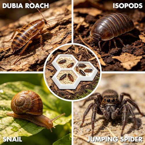 Dubia Roach Large Feeder Bowl, 5 PCS Isopod Food Dish, 3 in 1 Colorful Feeding Water Dish for Live Roach, Isopod, Springtails & Dwarf Invertebrates - color: 5 PCS Dubia Feeding Dish