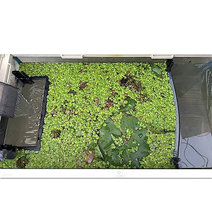 HOZOE Floating Plant Fence for Aquarium, Separates Floating Plants, Automatically Adjusts Height with Water Level, Suitable for All Floating Plants and Most Aquariums. - style: Combo Pack