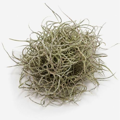 Bioactive Terrarium Kit with 4 Live Air Plants - Complete Reptile Habitat Decor for Geckos, Hermit Crabs & Frogs - Includes Spider Wood & Dried Grape Leaves