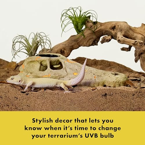 Zilla Rapid Sense UV Detecting Pet Reptile Terrarium Décor, Detects UVB Levels, Crocodile Skull, Medium - size: Medium