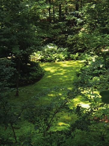 Living Mixed Moss Perfect for terrariums, Bonsai and kokedamas 9"x12" Sheet