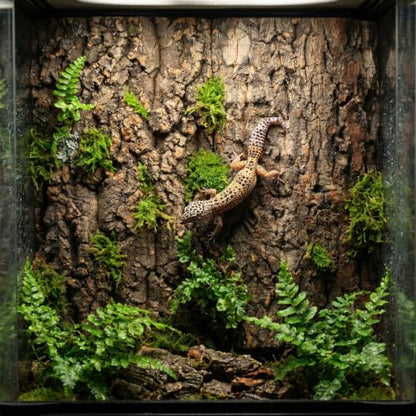 Alipis Cork Bark: Terrarium Cork Background - Natural Tree Bark Flats Reptile Habitat Decor Climbing Platform for Gecko, Snake, and Aquarium Fish Tank Background