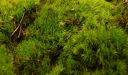 Sprig & Stone Fresh Mood Moss | Medium