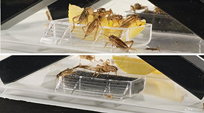 Exo Terra Exo Terra Cricket Pen, Small, 18 Cm X 14 Cm X 11 Cm (7\U201D X 5.5\U201D X 4.3\U201D) | 7" x 5.5" x 4.3" - size: Small