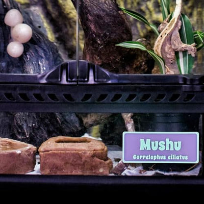 Magnetic Reptile Personalized Name Sign for Leopard Gecko, Crested Gecko, Frogs, Snakes, Hermit Crab with Species Name Plate Habitat Decor Accessories
