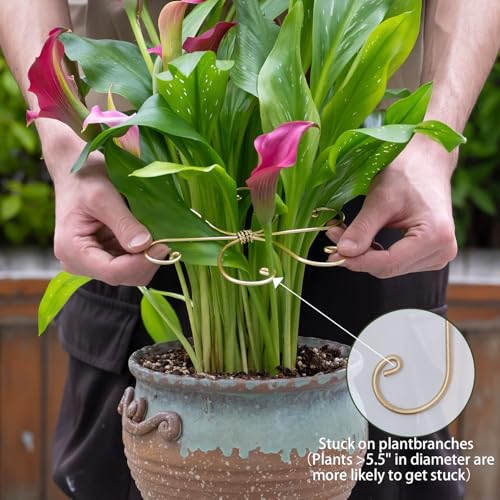 5PCS Monstera Plant Stem Support Stakes - 5.5 in Metal Supports | Monstera & Fishbone Cactus Stem Holder -Flexible Indoor Plant Support, Ideal Gardening Gifts & Accessories for Healthy Growth - size: 5.5 x 5.5 inches