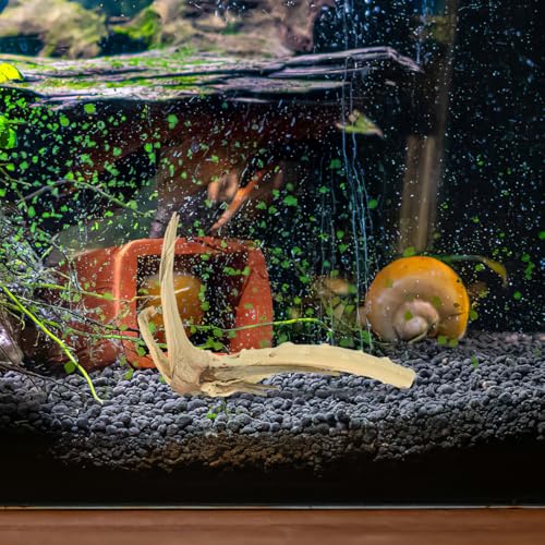 BESPORTBLE 1Pcs Natural Aquarium Driftwood : Spider Wood Branch - Reptile Tank Decor Accessories for Fish Bearded Dragon Turtle Terrarium 5.9In, Gift for Pet Lovers