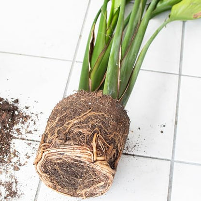 Organic Bird of Paradise Potting Soil Mix 2qt, Ideal for Indoor/Outdoor Potted Plants, Promotes Optimal Growth for Bird of Paradise - size: 2qt