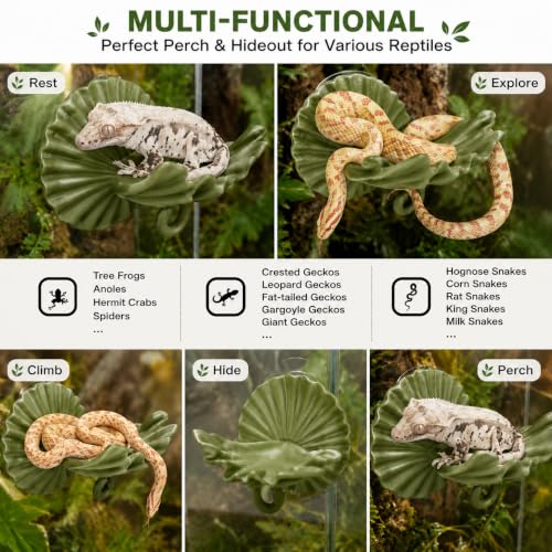 Magnetic Reptile Ledge for Crested Gecko, Staghorn Fern Terrarium Perch, Removable Gecko Climbing Shelf & Rest Platform for Small Lizards, Chameleons, Glass Acrylic Enclosure, Olive Green