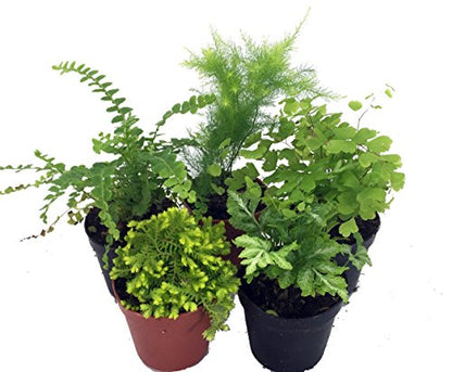 Hirt's Terrarium Kit with 5 Terrarium Plants and 5 Ferns