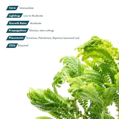 Live Terrarium Plants - Spikey Moss for Terrariums, Paludariums - Easy, Beginner Friendly (Selaginella Wallichi) - color: Selaginella Wallichi, size: Pot