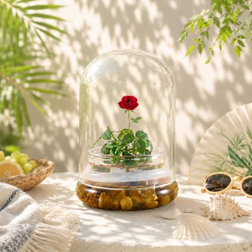 Bloomify Live Rose Terrarium, Miniature Rose in Self Sustaining Glass Jar, Maintenance Free, Great Unique Gift and Home Decor.
