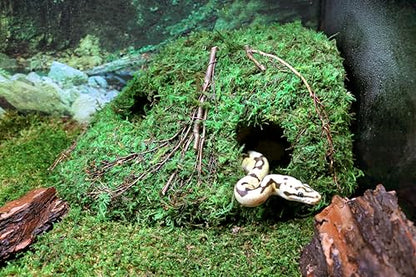 Galápagos (05370) Mossy Sapa Corner Hide - The Perfect Reptile Hide for Security and Comfort - A Natural and Secure Hide for Reptiles, Amphibians, and Invertebrates, L10” x W5.5” x H4.5”
